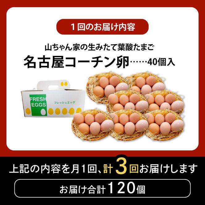 【3ヶ月定期便】【山ちゃん家の生みたて葉酸たまご】名古屋コーチン卵（40個入り）［132Y03-T］