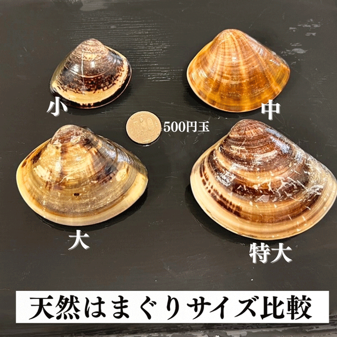 岬だよりの＜個包装＞大粒!天然はまぐり(特特大サイズ)170g前後×5個入り