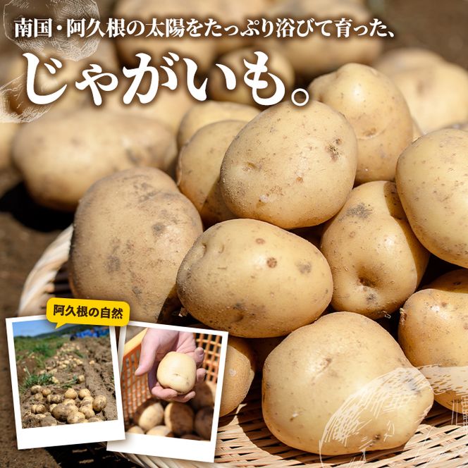 ＜先行予約受付中！2026年12月以降順次発送予定＞訳あり！じゃがいも ニシユタカ(10kg) 国産 鹿児島県産 阿久根市産 じゃがいも ジャガイモ 芋 ポテト にしゆたか 訳アリ 野菜 ポテトサラダ コロッケ 常温 常温配送 【慶越農園】akn107-07
