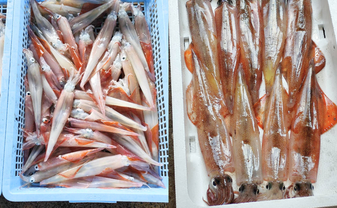 京都宮津産 新鮮ヤリイカ 刺身用 冷凍 約1kg │ 日本海 鮮度 いか 刺し おつまみ いか刺身 烏賊 刺身 父の日 ギフト 天橋立
