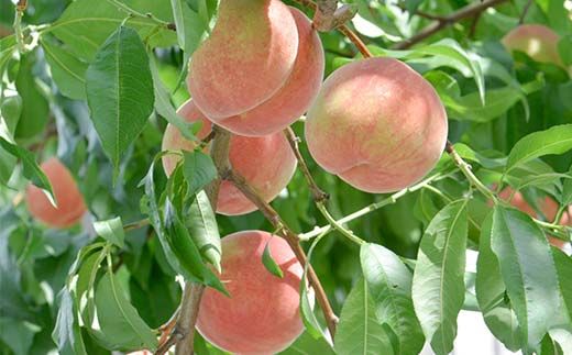 FYN6-116 ≪2026年先行予約≫9月発送 山形県産 品種おまかせ 白桃 約3kg（8～12玉） 秀品 硬めの桃 2026年9月上旬から順次発送 桃 もも モモ 果物 くだもの 夏果実 フルーツ 産地直送 山形県 西川町 月山