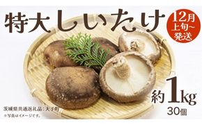 特大 しいたけ 約1kg (30個)【2026年12月上旬発送開始】(茨城県共通返礼品：大子町) 肉厚 椎茸 ステーキ 天ぷら 鍋料理	