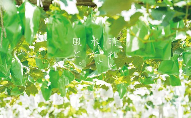 厳選 シャインマスカット・瀬戸ジャイアンツ 2～3房 合計1.7kg以上 詰合せ 産地直送 朝採れ ぶどう 葡萄 Kawahara Green Farm 岡山県産 2026年 先行予約