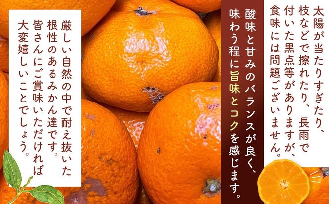 訳あり それでも 有田みかん 箱込 10kg (内容量約 9.2kg)  サイズミックス B品 有田みかん 和歌山県産 産地直送 家庭用［2025年11月中旬より順次出荷予定］［みかんの会］ AX210