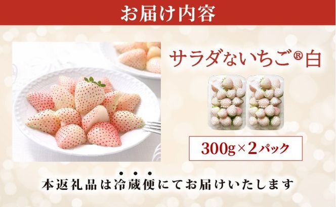 ＜2026年先行予約＞ サラダないちご（白）【ecg-001】
