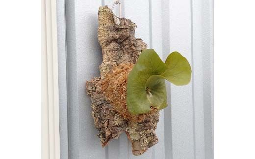 FKK19-812_コウモリラン ステマリア コルク板付