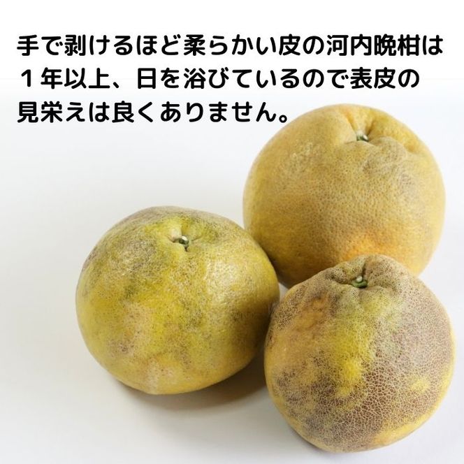 訳あり 愛南ゴールド ( 河内晩柑 )  8kg みかん 蜜柑 河内晩柑 和製 グレープフルーツ 傷 不揃い 規格外 常温 愛媛県 愛南町青果市場 発送: 4月上旬～なくなり次第終了