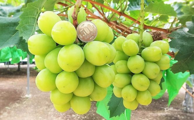 シャインマスカット あたご梨 フルーツ 定期便 2回 コース ぶどう 梨 岡山 果物 先行予約 2026年 岡山県 なし ナシ 人気 新鮮 ギフト 旬