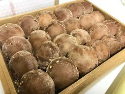 肉厚生しいたけ