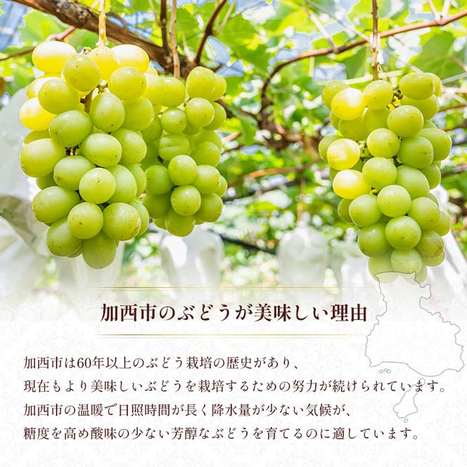 シャインマスカット 約780g以上（1房）朝採れ ぶどう セット 詰め合わせ 産地直送 フルーツ 兵庫県 加西市