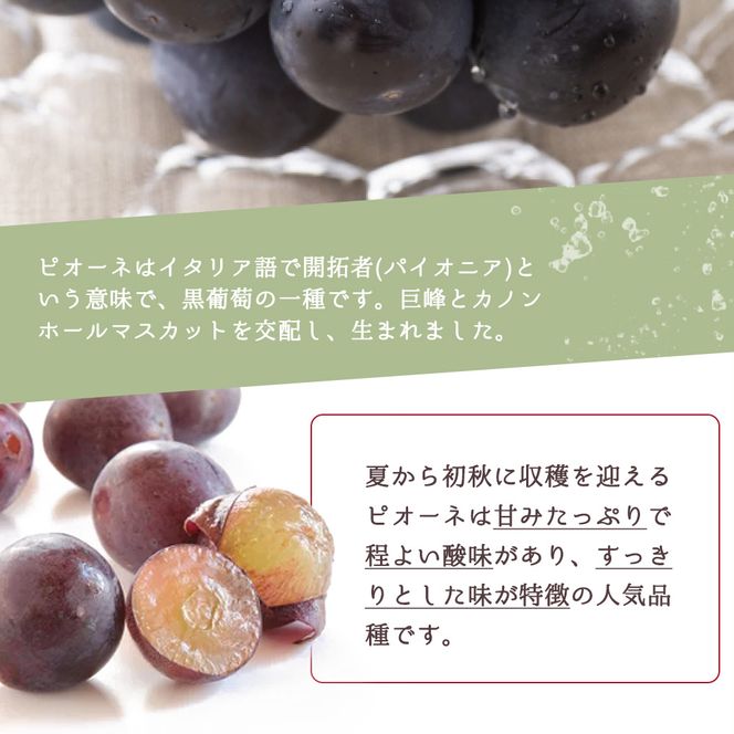 紀州和歌山産ピオーネ 約2kg_G7308