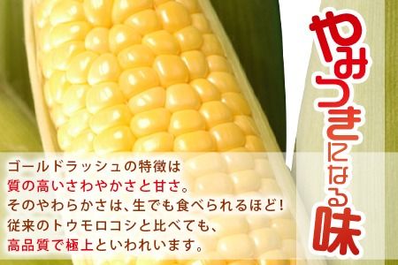 予約受付！＜朝採れ！国富町産ゴールドラッシュ4.5kg2Lサイズ13本＞2026年5月下旬～7月上旬迄に順次出荷【 とうもろこし スイートコーン 先行予約 野菜 穀物 甘い トウモロコシ 季節物 数量限定 とうきび コーン 】【a0578_sn】
