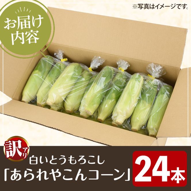 訳あり！白いとうもろこし「あられやこんコーン」(24本) 国産 トウモロコシ 玉蜀黍 ホワイト コーン 野菜 糖度 夏 イネ科 数量限定 期間限定 訳アリ 旬 【うとさんち】akn067-29