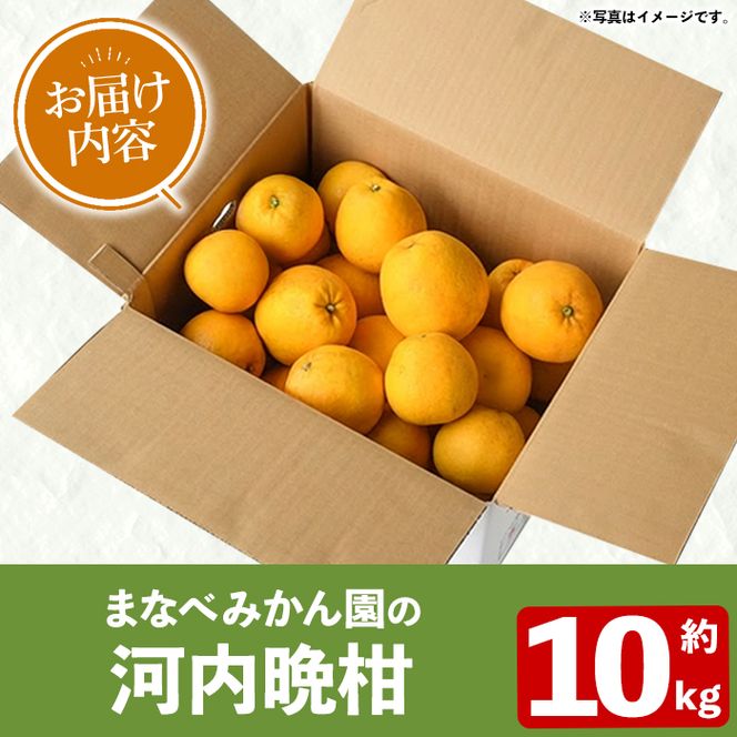＜先行予約受付中！2027年3月中旬以降順次発送予定＞まなべみかん園の河内晩柑(約10kg) 国産 鹿児島県産 阿久根市産 柑橘類 かんきつ 晩柑 果物 フルーツ 期間限定 数量限定 デザート かわちばんかん 10kg 贈答用 ギフト【有限会社まなべみかん園】akn034-04