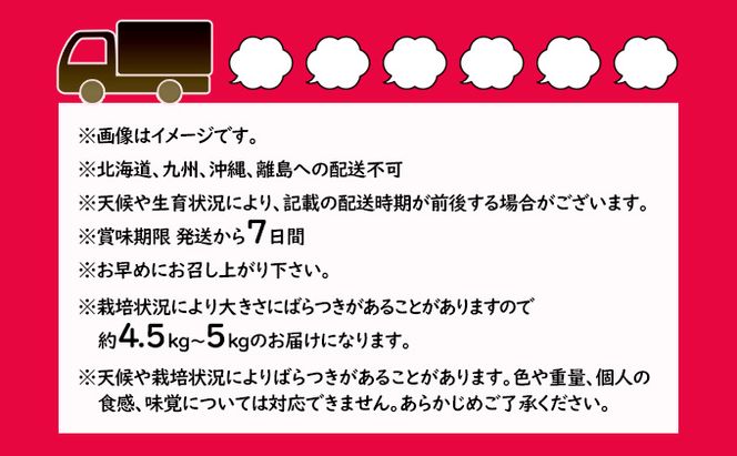 桃 約5kg 3種お任せ あかつき なつっこ 黄金桃 果物 もも 3種類 白桃 黄桃 産地直送 長野県 小諸市