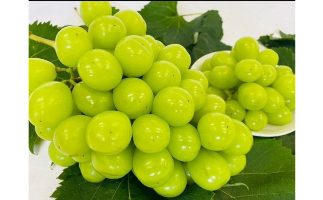 ブレンドファーム厳選!京丹後おススメフルーツ定期便3種（桃、シャインマスカット、新興梨） 桃 シャインマスカット 新興梨 フルーツ 定期便 おすすめ　BF00020