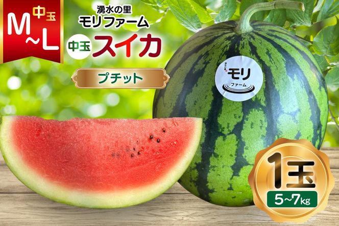 AJ459 【令和8年度出荷分】 湧水の里 モリファーム 中玉スイカ プチット M～L 5～7kg 1玉 [ 先行予約 数量限定 中玉 スイカ 西瓜 フルーツ 果物 長崎 長崎県 島原市 ]