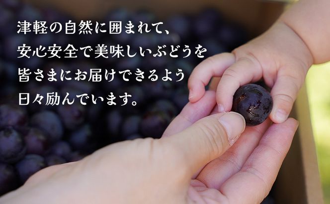 鶴田町　25年3月おすすめ返礼品！生産量日本一のおいしさ！芽実農園のぶどうジュース（スチューベン100％）720ml×2本 青森県鶴田町産スチューベン使用 果汁飲料 無添加 果汁100％ ストレートジュース 