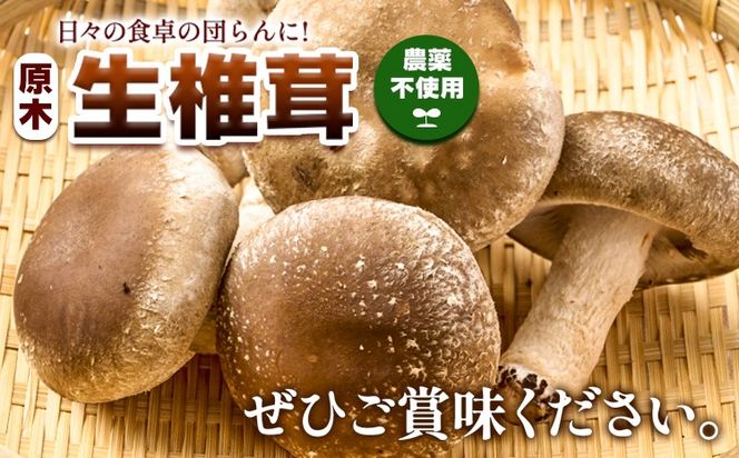 【先行予約】しいたけ 椎茸 生椎茸 1kg 荒木農産《11月上旬-3月中旬頃出荷》熊本 御船 原木椎茸 送料無料---mifune_arn_2_1kg---