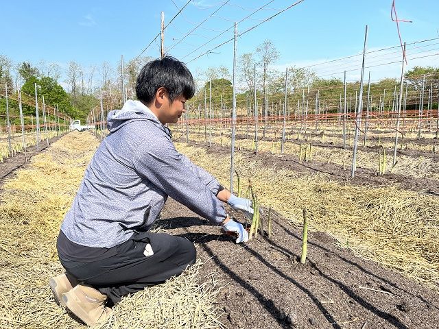 アスパラガス 先行予約 2026年 春アスパラガス 約1kg L～2L 厳選 佐藤農園 アスパラ グリーンアスパラ 野菜 春野菜 春 旬 旬の野菜 朝どれ 産地直送 青森 青森県 鰺ヶ沢町 冷蔵 冷蔵配送 5月 6月発送