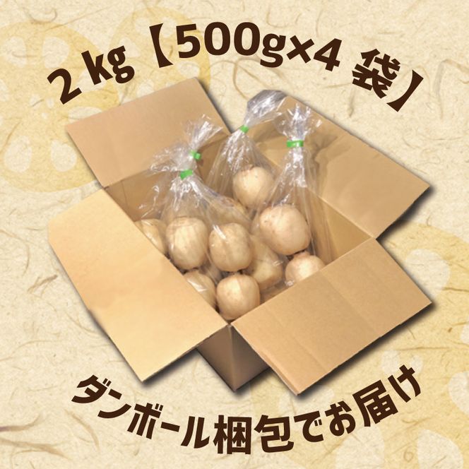 【先行予約】【2026年9月より順次発送開始】レンコン　約2kg｜茨城県 行方市 ふるさと納税 蓮根 レンコン 野菜 やさい(EG-2)