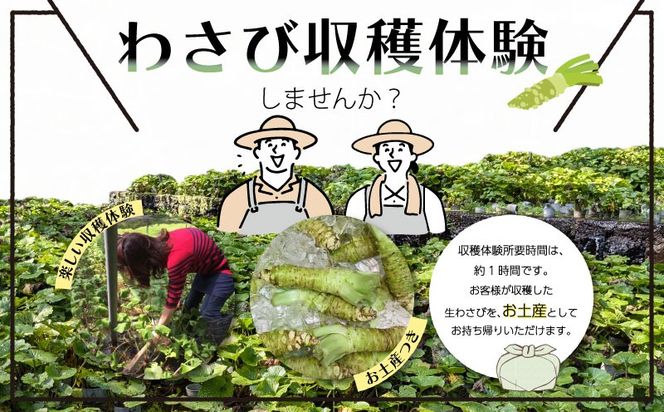 わさび収穫体験（わさびお土産付き） BZ003