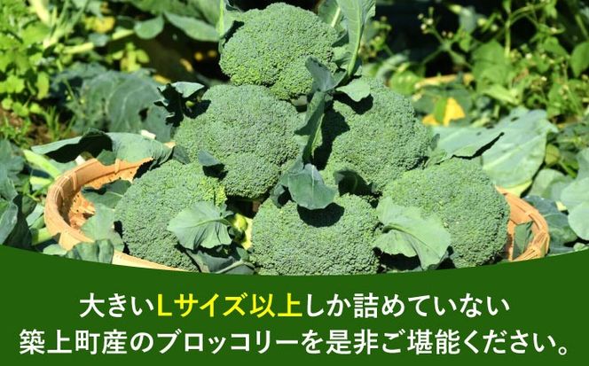 【先行予約】　【30箱限定】ブロッコリーLサイズ6株氷詰め《築上町》【下田農園】[ABDX001]