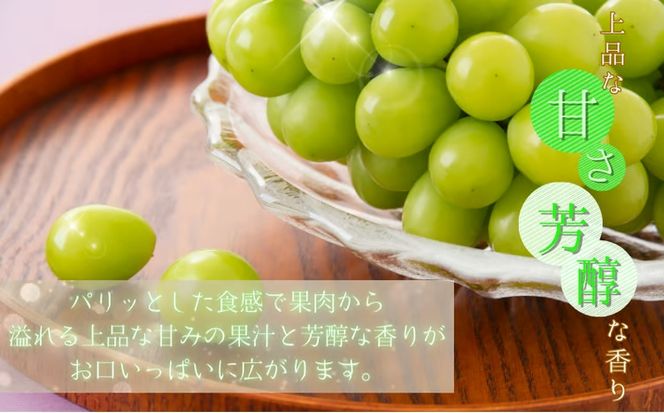 紀州和歌山産 シャインマスカット 約2kg ※2026年8月下旬頃〜2026年9月上旬頃に順次発送 ※日付指定不可 ぶどう ブドウ 葡萄 マスカット 果物 くだもの フルーツ 人気 旬の果物【uot798】