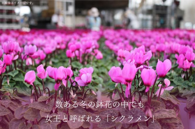 【2026年11月より順次発送】須貝花園 ミニシクラメン(3.5号鉢) 15鉢セット｜シクラメン ミニシクラメン 花 季節の花 セット 須貝花園 先行予約 茨城県 行方市(C-1)