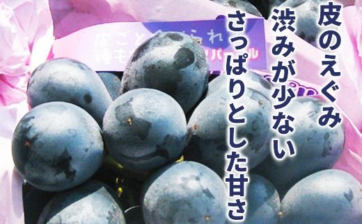 ナガノパープル 約2kg (約3～6房) 《黒岩果樹園》■2025年発送■※8月下旬頃～9月下旬頃まで順次発送予定