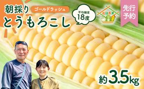 【先行予約 2026年6月中旬以降発送 】【 令和8年産 】 朝採り とうもろこし （ ゴールドラッシュ ） 約 3.5kg トウモロコシ 朝採り 甘い 新鮮 スイートコーン コーン 野菜 極甘 岩田さん 2026 [AX058ya]