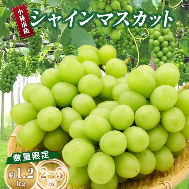 【数量限定】シャインマスカット 1.2kg 農家直送（ぶどう 葡萄 高級フルーツ 甘い 高糖度 ジューシー みずみずしい 芳醇 数量限定 期間限定 旬の果物 人気返礼品 )