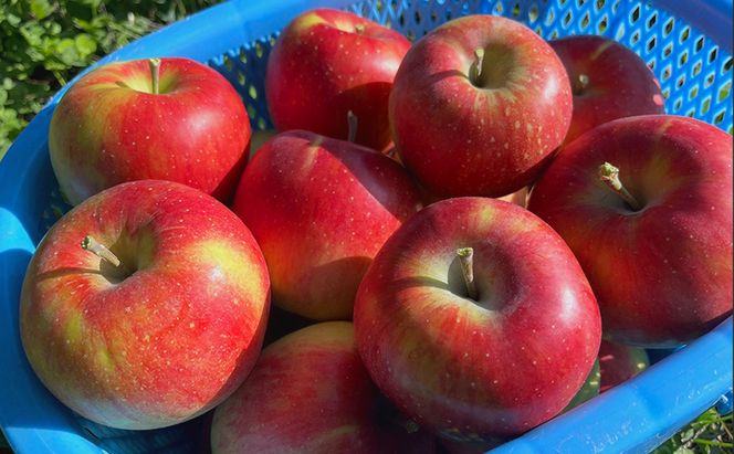 【2026年10月発送】訳あり シナノスイート　約3kg リンゴ りんご フルーツ 果物 お取り寄せ 長野県 山ノ内町