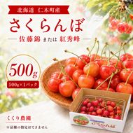 2027年発送 北海道 仁木町産 さくらんぼ 500g 佐藤錦または紅秀峰 果樹 サクランボ チェリー フルーツ 果物 果物類 ギフト 仁木町 仁木 [くくり農園]