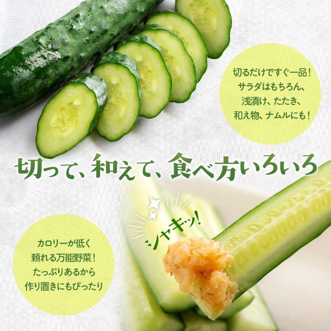 【先行予約/8月以降発送】【家庭用】【北海道平取町産】秀品 キュウリ１箱Мサイズ５kg BRTO004