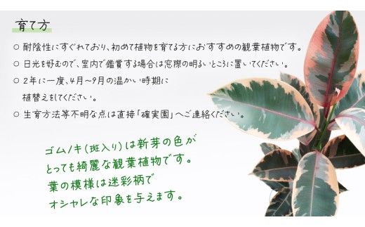 ゴムノキ 斑入り 5号ポット 1点 家庭 で 園芸 鉢植え 苗 庭木 果樹 ガーデニング 植物 確実園 観葉植物 インテリア 植木鉢 [BG015us]
