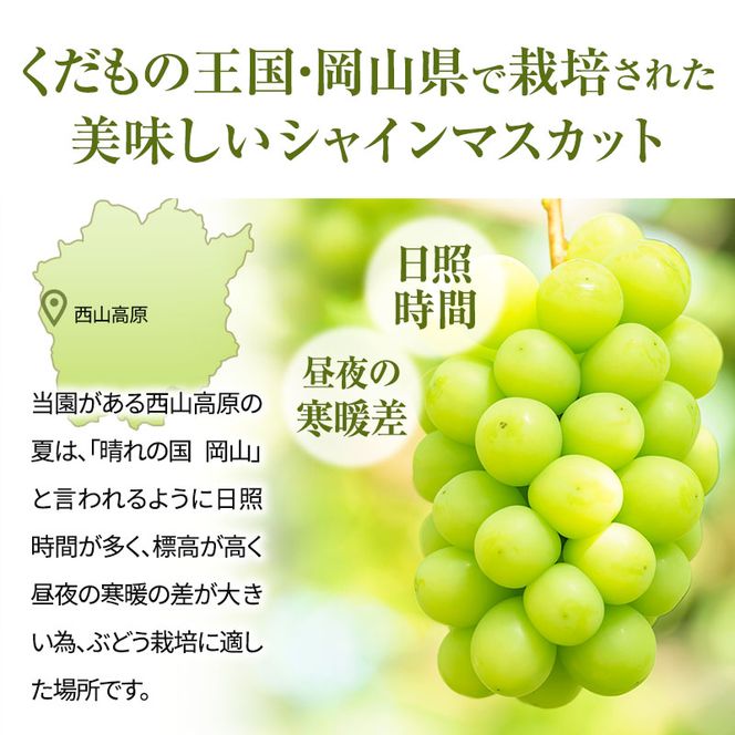 訳あり シャインマスカット 満杯詰め 約4kg以上 ご家庭用 辻葡萄園 ぶどう 葡萄 フルーツ 果物 岡山県産 岡山のぶどう 食後 デザート おやつ  数量限定