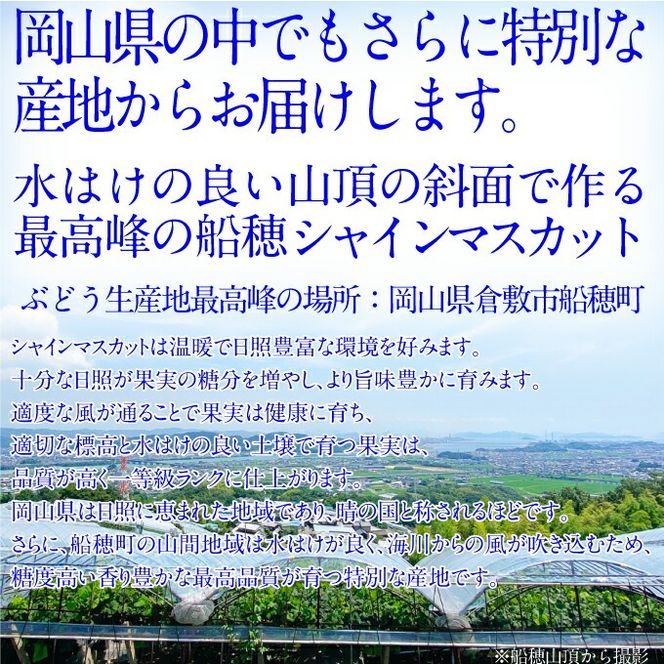 2026年先行予約【2回定期便】 プレミアムシャインマスカット晴王1房約600g 人気 岡山県産 赤秀品 種無し 皮ごと食べる みずみずしい9月10月お届け ハレノフルーツ