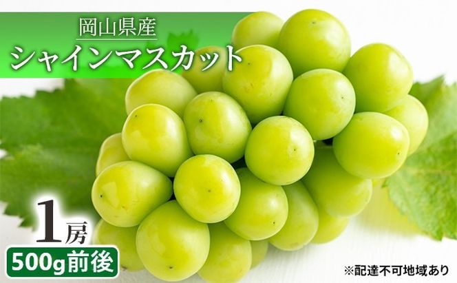 ぶどう 2026年 先行予約 シャイン マスカット 晴王 1房 500g前後 マスカット ブドウ 葡萄 岡山県産 国産 フルーツ 果物 ギフト[№5735-1892]