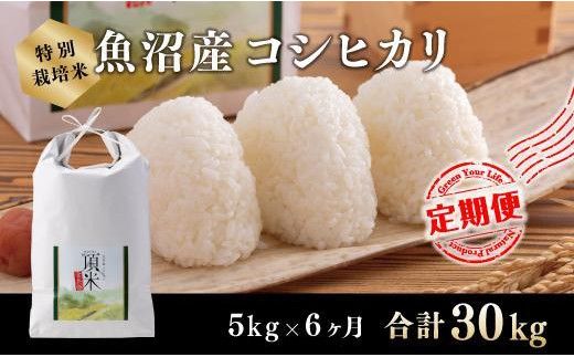 ６カ月定期便【特別栽培米】頂米金兵衛 魚沼産コシヒカリ（精米）5kg お米 コメ 