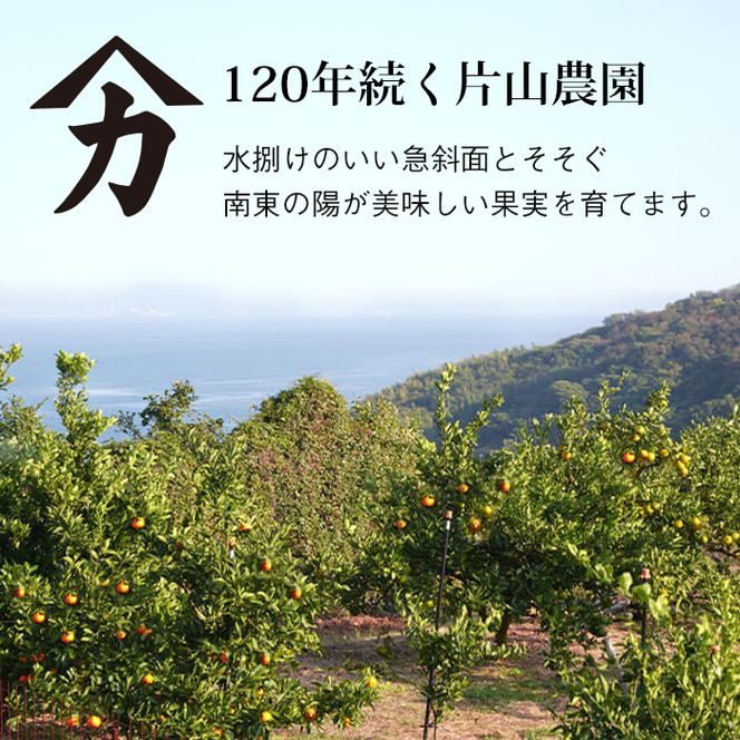 片山農園の淡路島産新甘夏2.5kgとキウイ2.0kg【サイズいろいろS～2Lサイズ】
