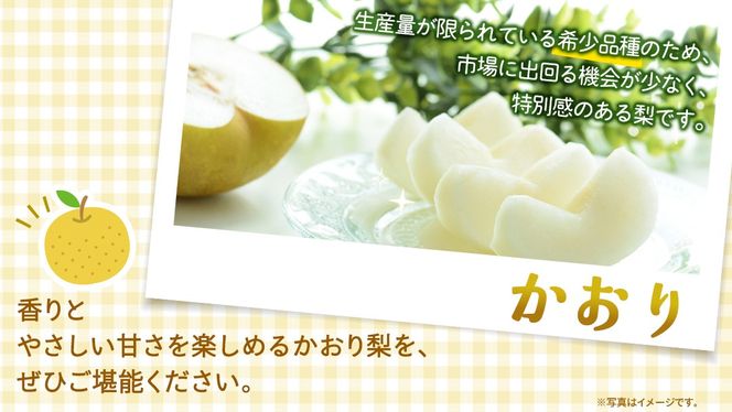 ＜ 訳あり ＞ かおり 約5kg 【2026年9月より発送開始】（茨城県共通返礼品 [梨]：大子町産） ご家庭用 フルーツ なし ナシ 和梨 梨 わけあり 果実 旬のフルーツ お取り寄せ くだもの 果物 みずみずしい