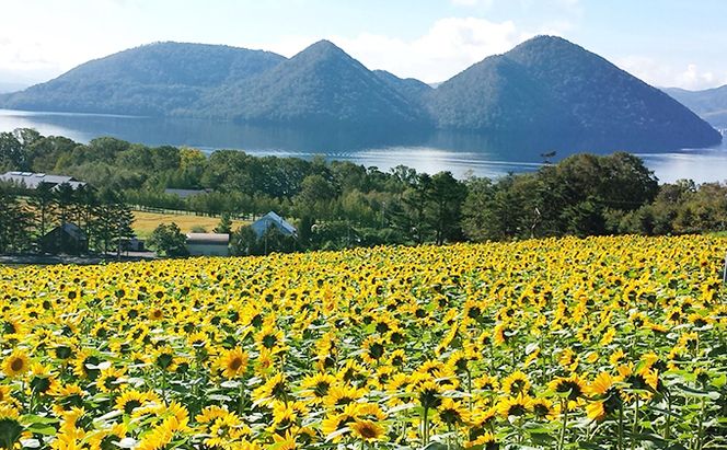 北海道産 ゆめぴりか 5kg  2袋 計10kg 令和 7年産 財田米 米 お米 精米 北海道米 ご飯 ごはん ライス ブランド米 国産米 白米 ギフト お取り寄せ 産地直送 宮内農園 送料無料 北海道 洞爺湖町