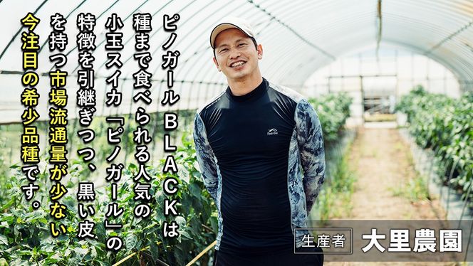 【 先行予約 2027年7月上旬以降発送 】八千代町産 黒皮 小玉スイカ ピノガールBLACK 1箱（2玉入）タネが小さい すいか [SF950ya]