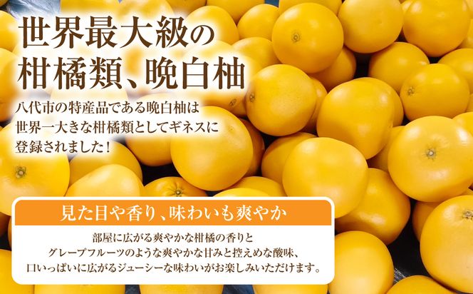 【先行予約】ハウス晩白柚 秀品2Lサイズ 2玉入り ばんぺいゆ 柑橘 果物 果実 くだもの フルーツ 特産品 熊本県 八代市 【2026年12月中旬より順次発送】