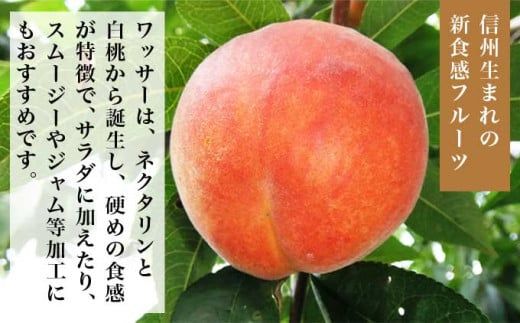 ワッサー 約2kg 約3kg 選べる内容量 ［小布施屋］ フルーツ 果物 長野県産 信州産 クール便 冷蔵便 数量限定 産地直送 令和8年産 【2026年8月上旬～8月下旬発送】