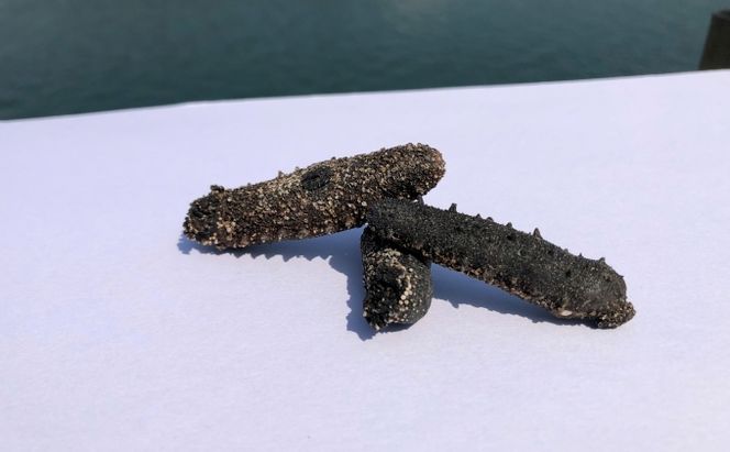 干しナマコ 魚貝類 加工食品 