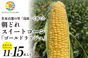 BE279【令和8年度出荷分】5月下旬から出荷！ 朝どれ スイートコーン L×11～15本セット (4.5kg入) ～名水百選の里 島原産～