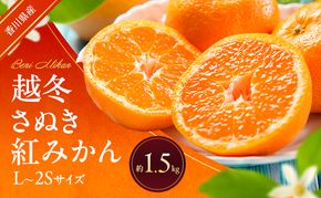 越冬さぬき紅みかん 約1.5kg 蜜柑 みかん ミカン 柑橘 フルーツ 果物 くだもの 果実 旬の果物 旬のフルーツ 香川 香川県 東かがわ市