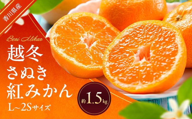 越冬さぬき紅みかん 約1.5kg 蜜柑 みかん ミカン 柑橘 フルーツ 果物 くだもの 果実 旬の果物 旬のフルーツ 香川 香川県 東かがわ市